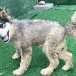 👉 After a Lifetime in a Cage, This Dog Still Doesn’t Realize He’s a Little Different